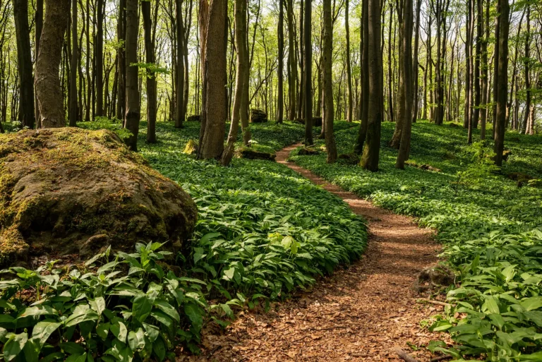 a path through greenery and trees