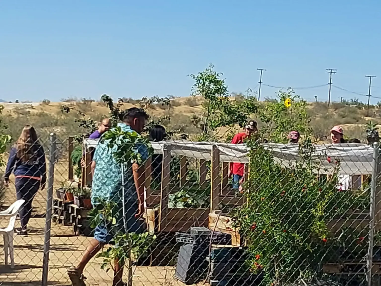 growing food and plants in a garden